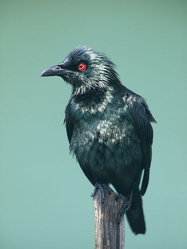 Asian Glossy Starling (Aplonis panayensis) Asian Glossy Starling, Common Starling, Birdhouses Bird Feeders, Two Birds, White Bird, All Birds, Bird Pictures, Pretty Birds, Starling