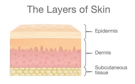 Skin Education, Patient Assessment, Skin Anatomy, Human Skin Color, Skin Layers, Layers Of The Epidermis, Subcutaneous Tissue, Sweat Gland, Skin Structure