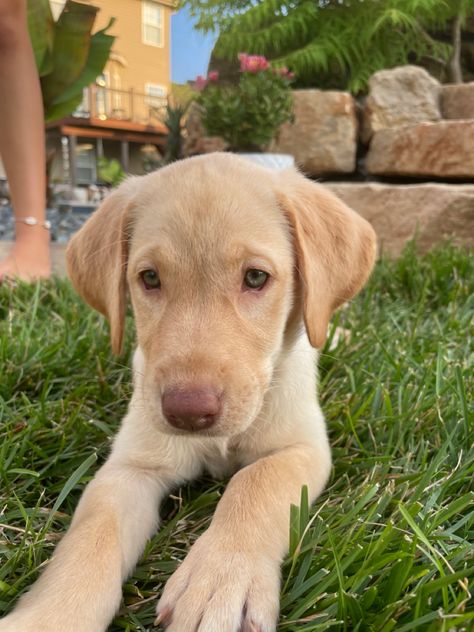 Her name is ivy!!🐶🐶🐶🐶 Dudley Labrador, Lab Dogs, Labrador Retrievers, Lab Puppies, New Puppy, Dog Days, Dog Lover, Puppy Love, Dog Breeds