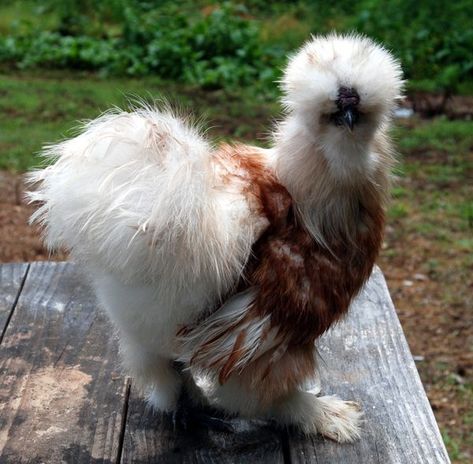 Laying Hens Breeds, Hen Breeds, Silkie Chickens Colors, Silkie Rooster, Silkie Hen, Broody Hen, White Hen, Cornish Hen, Chicken Coloring