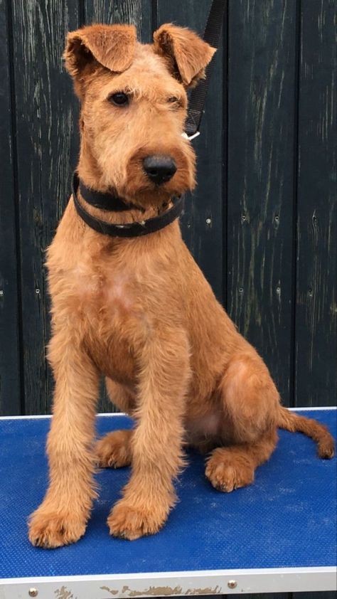 Irish Terrier Puppies, Airedale Dogs, Unique Dog Breeds, Lakeland Terrier, Irish Terrier, Terrier Breeds, Wire Fox Terrier, Hairless Cat, Airedale Terrier