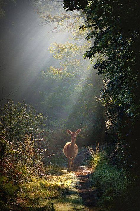 Photo Animaliere, Matka Natura, Belle Nature, Mule Deer, Foto Tips, Airbrush Art, A Deer, Walk In The Woods, Alam Yang Indah