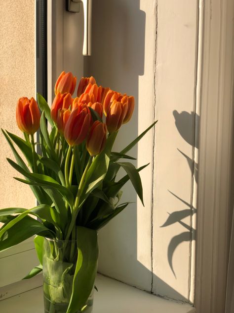 sunset / tulips / orange tulips / flowers / golden hour Orange Tulips Bouquet Aesthetic, Orange Tulips Aesthetic, Tulips Orange, Widget Board, Orange Tulips, Tulips In Vase, Tulip Bouquet, Orange Poppy, Jaune Orange