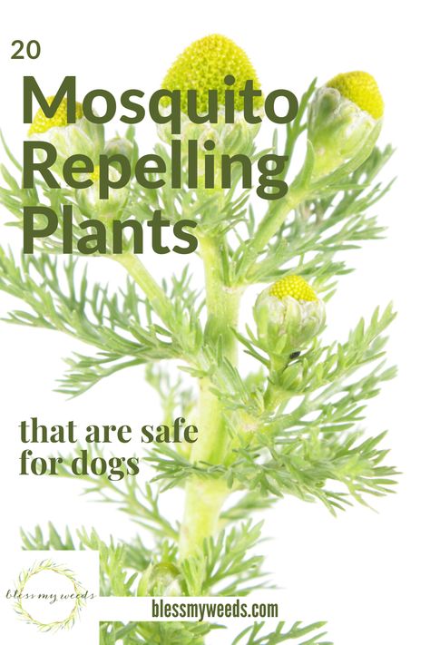 Plants That Repel Flies, Dog Safe Plants, Insect Repellent Plants, Diy Mosquito Repellent, Best Mosquito Repellent, Plants That Repel Bugs, Mosquito Repelling, Mosquito Plants, Mosquito Repelling Plants