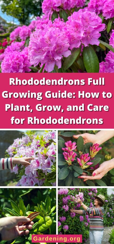 Pruning Rhododendrons, Rhododendron Care, Rhododendron Plant, Michigan Gardening, Gardening Hacks, Perennial Shrubs, Flower Pots Outdoor, Grasses Garden, Diy Backyard Landscaping