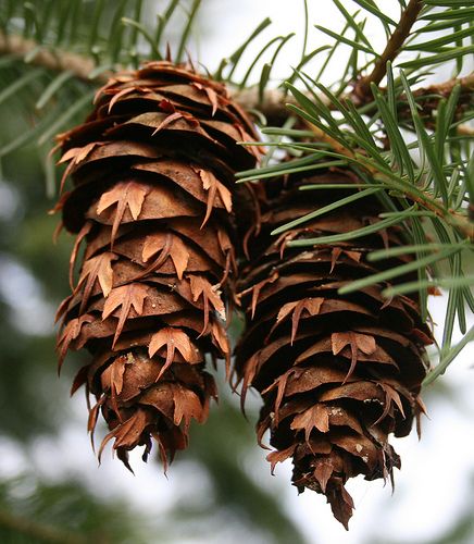 Douglas Fir cones Pseudotsuga Menziesii, Douglas Fir Tree, Coastal Redwood, Fast Growing Evergreens, Fir Cones, Pine Leaf, Acid Loving Plants, Fir Trees, Tree Seeds