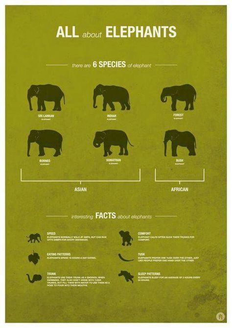 Types of elephants Elephant Infographic, Zoo Infographic, Fun Facts About Elephants, Infographic Posters, Facts Infographic, Elephant Species, Elephant House, 3 Elephants, All About Elephants