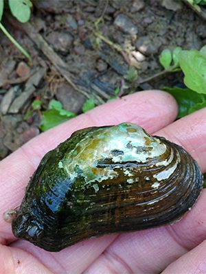 Brook floater, mussel species at risk, Freshwater mussels Pokemon Song, Freshwater Mussels, Farming Animals, Western Pennsylvania, Habitat Destruction, River Basin, Natural Heritage, Ohio River, Photographs Of People