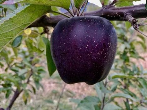 Black Diamond apples are a rare breed of apples grown in the mountains of Tibet. They have a unique dark purple skin. Black Diamond Apple, Plantas Bonsai, Apple Varieties, Apple Seeds, Black Apple, Fruit Seeds, Apple Fruit, Pink Lady, Apple Tree