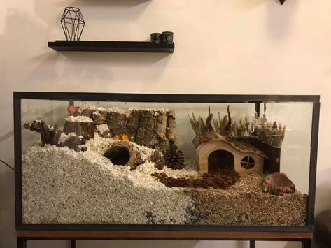 Fish Tank Hamster Cage Ideas, Hamster Cage Ideas Tanks, Syrian Hamster Cage Setup, Gerbil Cage Ideas, Hamster Cage Ideas Aesthetic, Hamster Enclosure Ideas, Gerbil Habitat, Syrian Hamster Cages, Hamster Cage Ideas