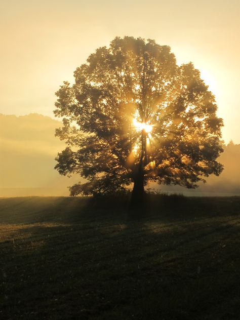 Aeron Bracken, Sunny Day Photography, Photography Sunlight, Tree Aesthetic, Mighty Oaks, Mountain Lakes, Latest Simple Mehndi Designs, Cades Cove, Day Photography