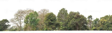 Trees Background Architecture Photoshop, Photo Montage Architecture, Tree Png Photoshop, Forest Background Landscape, Vegetation Png, Photoshop Landscape Architecture, Architecture Visualization Photoshop, Background Architecture, Architectural Trees