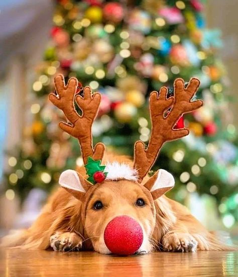 Christmas Dog Photography, Christmas Pet Photos, Dog Christmas Photos, Whatcha Doin, Dog Christmas Pictures, Golden Retriever Christmas, Hot Dog Bar, Dog Xmas, Dog Calendar