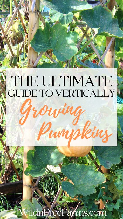 growing pumpkins vertically Hanging Pumpkins Garden, Planting Pumpkins Ideas, Growing Pumpkins From Seeds In Containers, Watermelon Vertical Growing, Garden Pumpkin Patch, Pumpkin Container Garden, Pumpkin Tunnel Garden, Vertical Pumpkin Garden, Pumpkins In Raised Beds