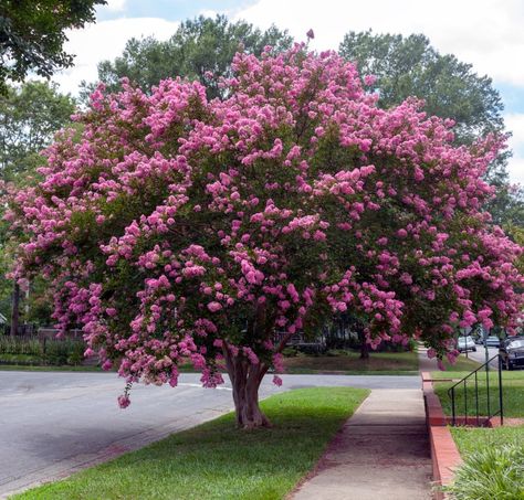 25 Longest Blooming Trees and Shrubs For Your Garden - DIY & Crafts Crepe Myrtle Trees, Heat Tolerant Plants, Trees For Front Yard, Myrtle Tree, Privacy Trees, Crepe Myrtle, Crabapple Tree, Small Shrubs, Blooming Trees