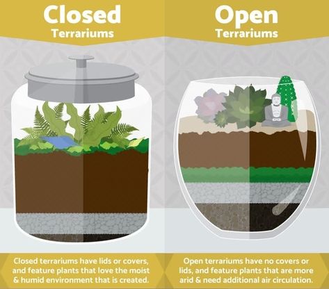 terrarium open vs sealed Terrarium Closed, Diy Terrariums, Tanaman Sukulen, Build A Terrarium, Open Terrariums, Diy Succulent Terrarium, Cactus Terrarium, Beautiful Terrariums, Mini Terrarium