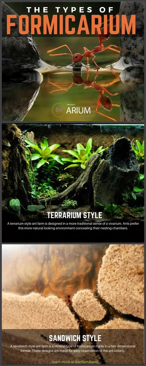 Vivarium Diy, Ant Keeping, Vivarium Ideas, Frog Terrarium, Ant Species, Build Tank, Farm Diy, Ferns Care, Ants In House