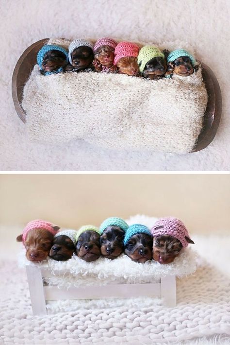 The cutest newborn photoshoot ever for a proud sausage dog mother and her six teeny tiny newborn pups. Just look at their hats. Arte Dachshund, Newborn Animals, Puppy Litter, Baby Dachshund, Puppy Photography, Newborn Puppies, Pregnant Dog, Dog Poses, Dog Photoshoot