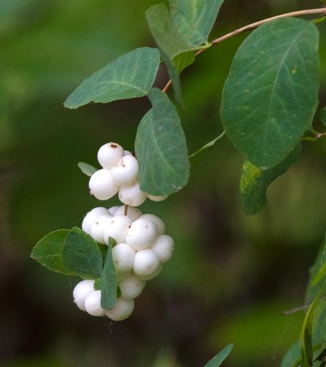 Snowberry, or pearl berry tree, is famous for its white berries. Caring for it, from planting to pruning, is easy. How to grow snowberry & contain it, too! Symphoricarpos Albus, Bush Plant, Berry Plants, Winter Berries, Berry Bushes, Planting Shrubs, Moon Garden, How To Attract Birds, Simple Green