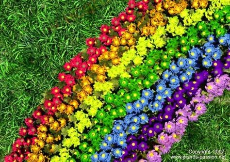 Rainbow Flowers Catie makes rainbows in the sky, but Janna controls the rainbow flowers. www.mysticprincesses.com www.smarturl.it/MPWhirlpool Planting A Rainbow, Colorful Things, Rainbow Garden, Rainbow Flower, Children's Garden, School Garden, Love Rainbow, Rainbow Art, Gardening For Kids