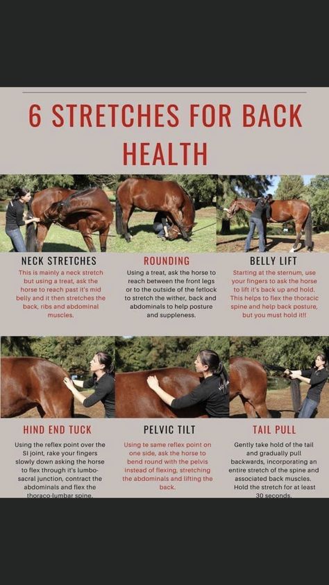 Horse Massage, Horse Training Exercises, Back Health, Equine Care, Horse Lessons, Healthy Horses, Horse Exercises, Horse Care Tips, Horse Facts