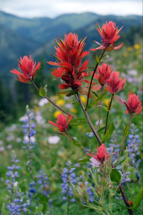 Indian Paintbrush Flowers, Old Windmills, Wyoming State, Garden Bugs, Indian Paintbrush, Valley Flowers, Indian Flowers, Favorite Flowers, Artistic Inspiration