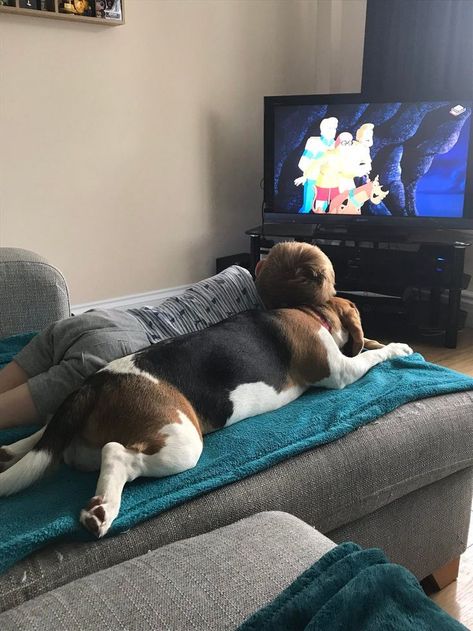 Reddit - aww - They say dogs are like their owners..... | Cute beagles, Funny animals, Dogs and kids Cute Beagles, Animals Dogs, Train Your Dog, Cutest Animals, Beagle Puppy, Dogs And Kids, Beagle Dog, Sweet Dogs, How To Train