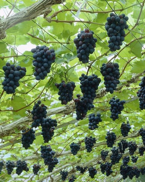 Growing grapes is as close as you can get to make wine from water. Here is how you should prune your grape vine to get better results. Planting Fruit, Grape Arbor, Nut Trees, Pergola Ideas, Garden Vines, Growing Grapes, Food Forest, Beautiful Fruits, Vitis Vinifera