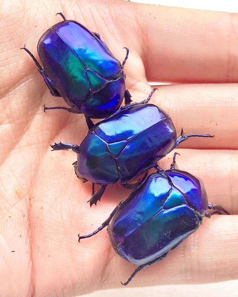 Flower Beetle, Jewel Beetle, Asian Flowers, Tanzania Africa, Cool Bugs, Blue Beetle, Lovely Creatures, Scientific Name, Beautiful Bugs