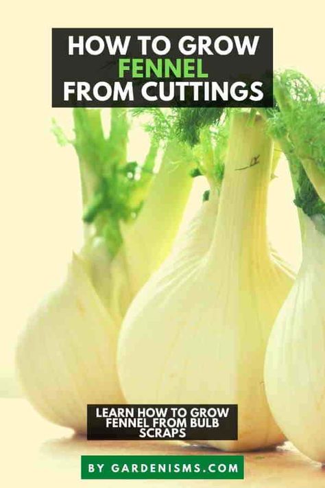 How to Grow Fennel from Cuttings (Bulb Scraps) - Gardenisms Grow Fennel From Scraps, Growing Fennel, Fennel Herb, Fennel Bulb, Growing Vegetables In Pots, Fennel Tea, Container Gardening Vegetables, New Roots, Replant