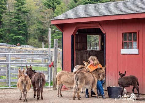 Shelter For Donkeys, Donkey Paddock Ideas, Donkey House Ideas, Donkey Farm Ideas, Miniature Donkey Care, Donkey Shelter Ideas, Donkey Stable Ideas, Donkey Pen Ideas, Miniature Donkey Shelter