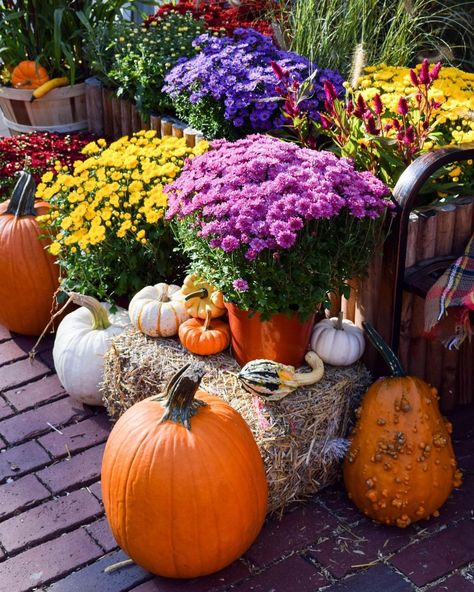 Jenna DiMaggio on Instagram: “Scenes from last fall’s Salem trip 🎃I didn’t make it there this year and honestly I’m kind of in shock that we are already at the last…” Fall Yard Decor, Fall Landscaping, Outdoor Fall Decor Ideas, Pumpkin Display, Fall Decor Ideas, Fall Front Porch, Fall Outdoor Decor, Autumn Scenes, Fall Front