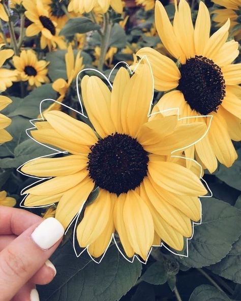 PINTEREST ✧ @kaylie_mcntsh #sunflower Hipster Nails, Shades Of Yellow Color, Yellow Aesthetic Pastel, Spring Reading, Have Inspiration, Wallpaper Tumblr, Foto Tips, Images Esthétiques, Yellow Wallpaper