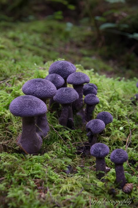 Purple Mushrooms, Mushroom Core, Purple Mushroom, Mushroom Plant, Plant Study, Mushroom Pictures, Бисер Twin, Plant Fungus, Slime Mould