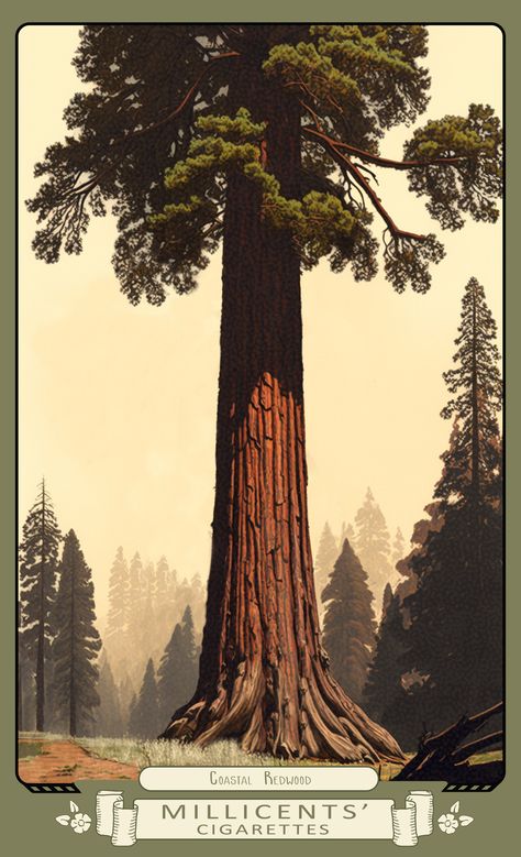 Digital artwork of the Coastal Redwood cigarette card from Red Dead Redemption 2 Redwood Drawing, Redwood Trees, Redwood Illustration, Redwoods Painting, Redwood Tree Aesthetic, Redwood Tree Painting, Redwood Trees Painting, Redwood Tree Illustration, Redwood Forest Fantasy Art