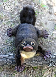 Platypus, On The Ground, An Animal, Science, Deviantart, Log, Animals, Black