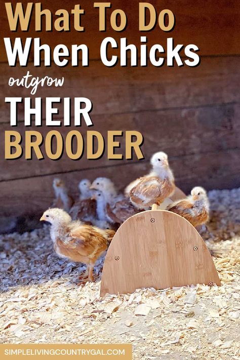 Use this guide to help you determine if your chicks are ready for the coop or if they need another temporary housing setup. This can be an important part of raising chickens that are confident and hardy for the full coop and flock. Nothing grows quicker than baby chicks! Be ready with a temporary home before they move to the coop. #babychicks #backyardchickens #chickensforbeginners Baby Chicks Raising, Raising Chicks, Temporary Housing, Backyard Flocks, Crazy Chicken Lady, Chicken Lady, Raising Chickens, Baby Chicks, Chickens Backyard