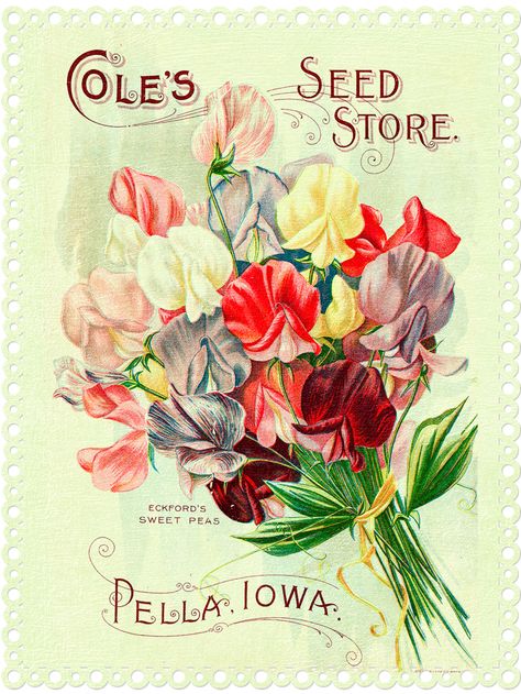 Coles Seed Store - Free Digital Goodie on threelittlekittens.com/blog Pella Iowa, Seed Art, Vintage Seed Packets, Flower Seeds Packets, Garden Catalogs, Postal Vintage, Seed Packaging, Seed Catalogs, Vintage Printable