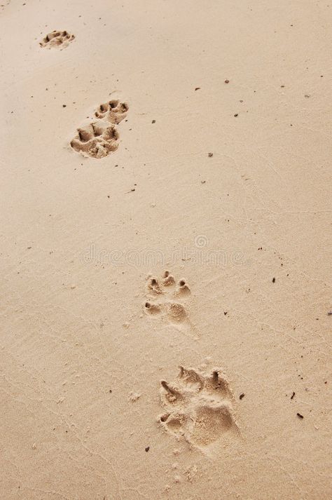 Dog Paw Aesthetic, Paw Prints In Sand, Paws Aesthetic, Sand Prints, Sydney Aesthetic, 23 Aesthetic, Dog Paw Prints, Adventure Picture