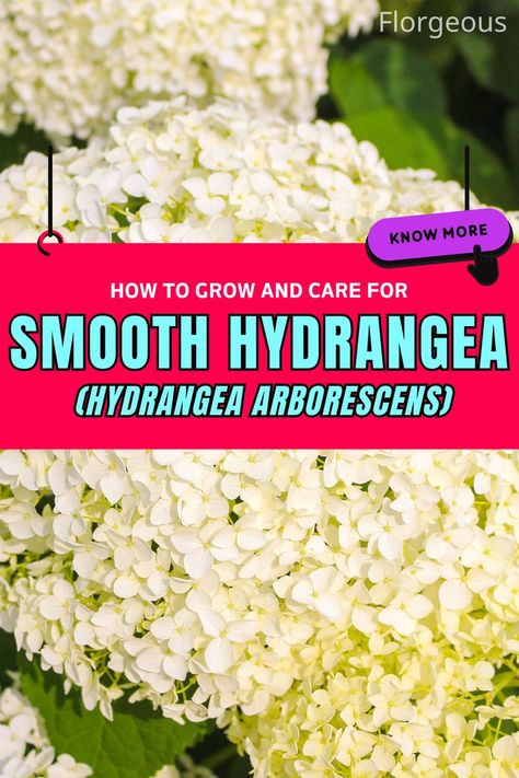 Hydrangea Arborescens Smooth Hydrangea, Hydrangea Arborescens, Flower Colors, Late Spring, How To Grow, Hydrangea, To Grow