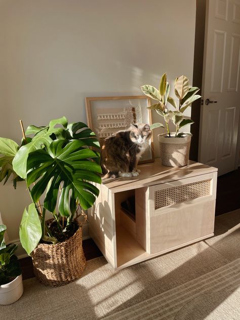 Unique Cat Litter Boxes, Diy Hidden Litter Box Plant, Cat Litter Box Small Spaces, Cat Litter Box Diy Homemade, Cat Litter Box Chest, Diy Cat Litter Cabinet, Wood Cat Litter Box Cover Diy, Indoor Cat Litter Box Ideas, Furniture Litter Box For Cats