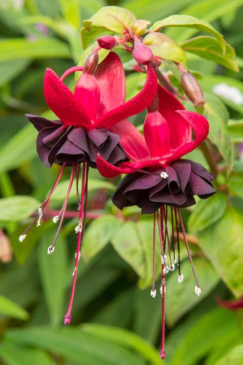 17 of the Best Fuchsia Varieties to Grow in Your Garden Wallpapers Fall Aesthetic, Homestead Garden Layout, Wallpapers Fall, Fall Vegetables To Plant, Zeroscaping Backyard, Fuchsia Plant, River Rock Garden, Fall Gardening, Fall Planting