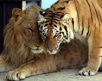 Animal Relationships, Female Tiger, Lion Live Wallpaper, Tiger Love, Lion And Lioness, Amazing Animal Pictures, Male Lion, Precious Animals, Exotic Cats