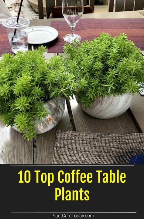 Plants are great centerpieces for a dash of green and style to your coffee table and living room. Here are a few of the top coffee table plants we've rounded up. Plant For Coffee Table, Plants On Dinning Room Table, Indoor Plants Table Decor, Potted Plant On Dining Table, Plants For Table Centerpiece, Coffee Table Plants Ideas, Plant On Coffee Table, Outdoor Coffee Table Decor Ideas, Table Top Plants