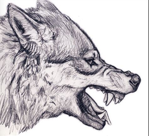 Detailed angry wolf Wolf Head Drawing, Wolf Growling, Tato Phoenix, Lup Singuratic, Snarling Wolf, Wolf Clipart, Angry Wolf, Wolf Sketch, Desen Realist