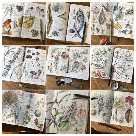 GiacoMina Ferrillo (@giacominaferrillo) • Instagram photos and videos Sparrow Drawing, Botanical Sketchbook, Nature Sketch, Autumn Nature, Botanical Drawings, Nature Journal, Art Journals, Botanical Art, Beautiful Day