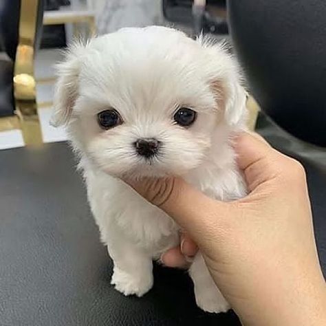 teacup pups for adoption on Instagram: “Teacup Maltese puppy for rehoming #maltese_love_ #maltesedog #malteseofinstagram #maltesepuppy #maltese #malteselovers #malteseofficial…” White Yorkie, Yorkies Puppies, Teacup Maltese For Sale, Yorkie For Sale, Teacup Yorkie For Sale, Maltese Puppies For Sale, Teacup Yorkie Puppy, Yorkie Puppy For Sale, Teacup Maltese