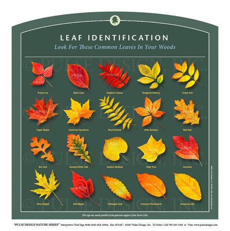 Nature Trail Signs, Tree Anatomy, Tree Leaf Identification, Leaf Identification, Eastern Redbud, Tree Support, Trail Signs, Tree Identification, Bald Cypress