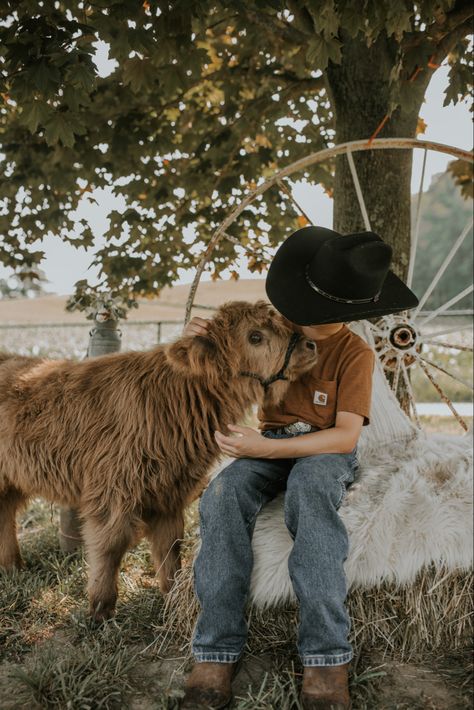 Mini Highland Cow Photoshoot, Highland Cow Mini Session, Cow Minis Photoshoot, Farm Theme Photo Shoot, Mini Cow Photoshoot, Cow Mini Session, Highland Photoshoot, Calf Photoshoot, Highland Cow Photoshoot