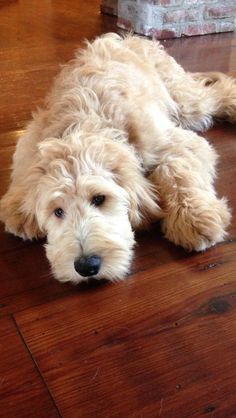 Puppies Labradoodle, Goldendoodle Haircuts, Goldendoodle Grooming, Australian Labradoodle Puppies, Labradoodle Puppies, Labradoodle Dogs, Australian Labradoodle, Labradoodle Puppy, 골든 리트리버